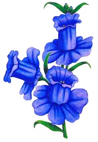Колокольчик