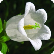 Колокольчик белый