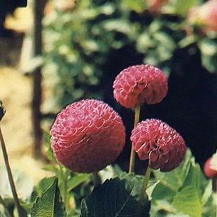 Георгина Willo's Violet