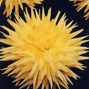 Георгина Nantenan
