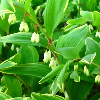 Пестролистная купена
