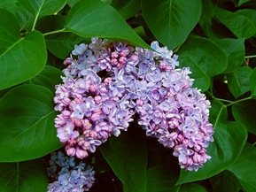 Сирень