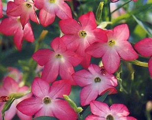 Душистый табак Rosa Gnom