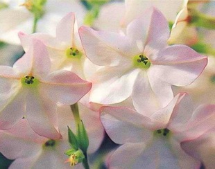Душистый табак Havana Appleblossom
