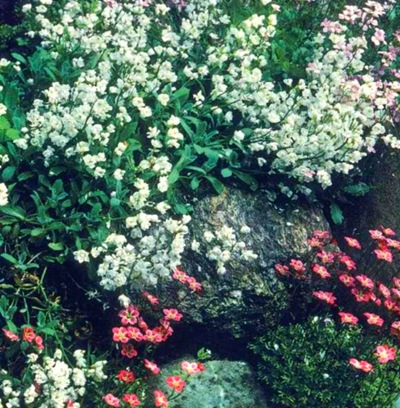 Arabis