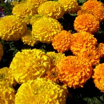 Календула