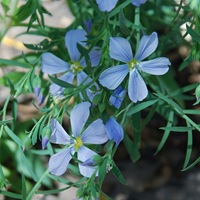 Лен многолетний 