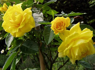 Роза 'Friesia'