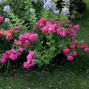 Роза 'Heidetraum' 