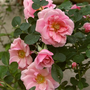Роза 'Pink Symphonie'
