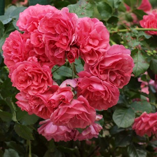 Роза 'Rosarium Uetersen'