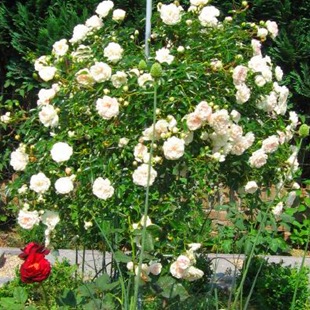 Роза  'Swany'