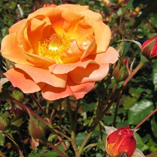 Роза 'Westerland'