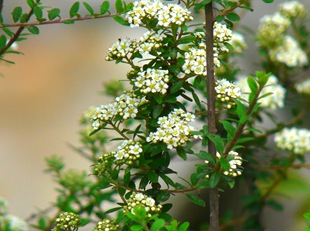 Спирея карликовая