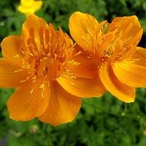 Купальница китайская 