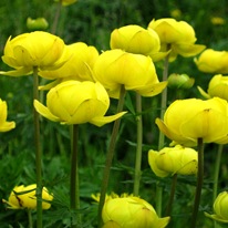 Купальницы