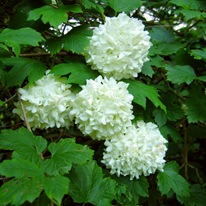 Калина красная 