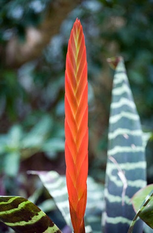 Врезия блестящая