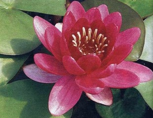 Nymphea4
