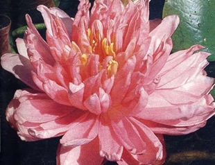 Nymphea5