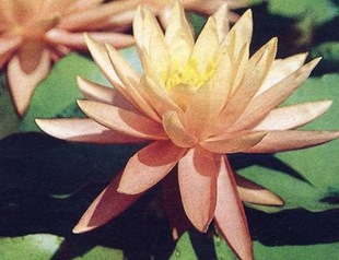 Nymphea6