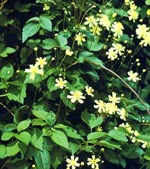 Клематис виргинский