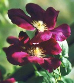 Клематис Жакмана