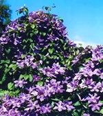 Клематис Жакмана