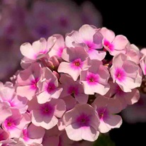 Флокс метельчатый