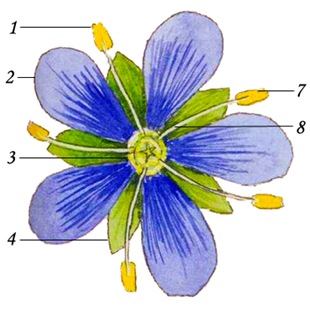 cvetok2