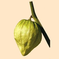 Физалис