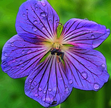 flower