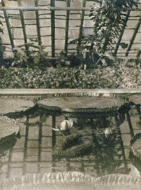 Виктория регия