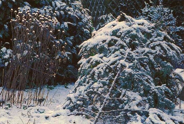 Укрытие роз на зиму