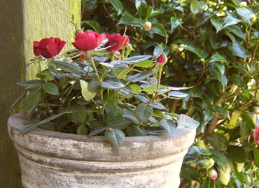 Rose9