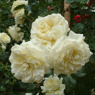 Роза Эльф Elfe