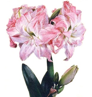 Сорт 'Lady Sahe plus'