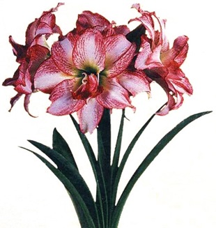Сорт 'Aphrodite'