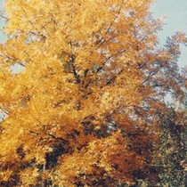 Кария сердцевидная