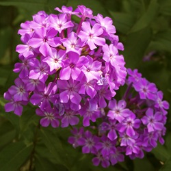 Флокс