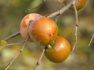 Плоды хурмы виргинской