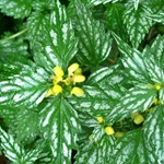 Galeobdolon luteum12
