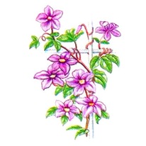 Опора для клематиса