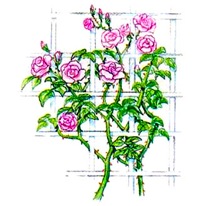 Опоры для плетистой розы
